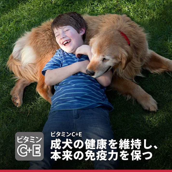 サイエンス・ダイエット アダルト(成犬用) 1歳~6歳 チキン 6.5kg