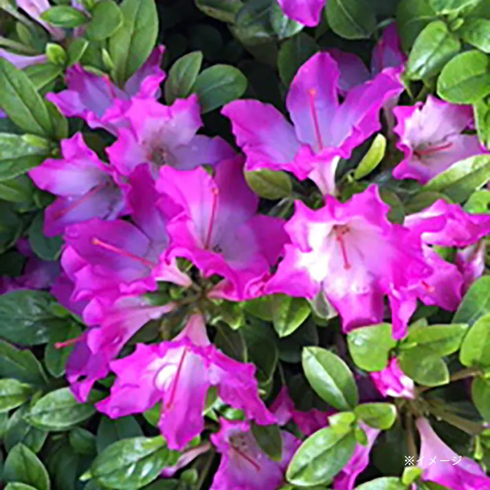 ECクルメツツジ 流れ星 5号【別送品】(販売終了)