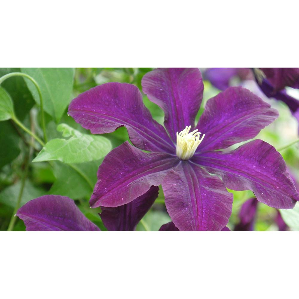 ECクレマチス バラに合うシリーズ4品種セット(セット内容：ロココラ