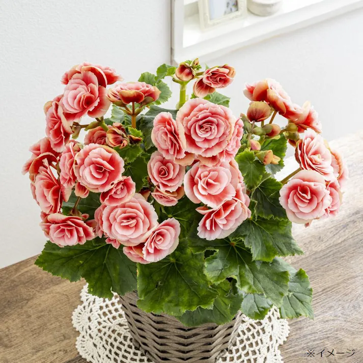 【2026年母の日】リーガスベゴニアバスケット 5号 ボリアス