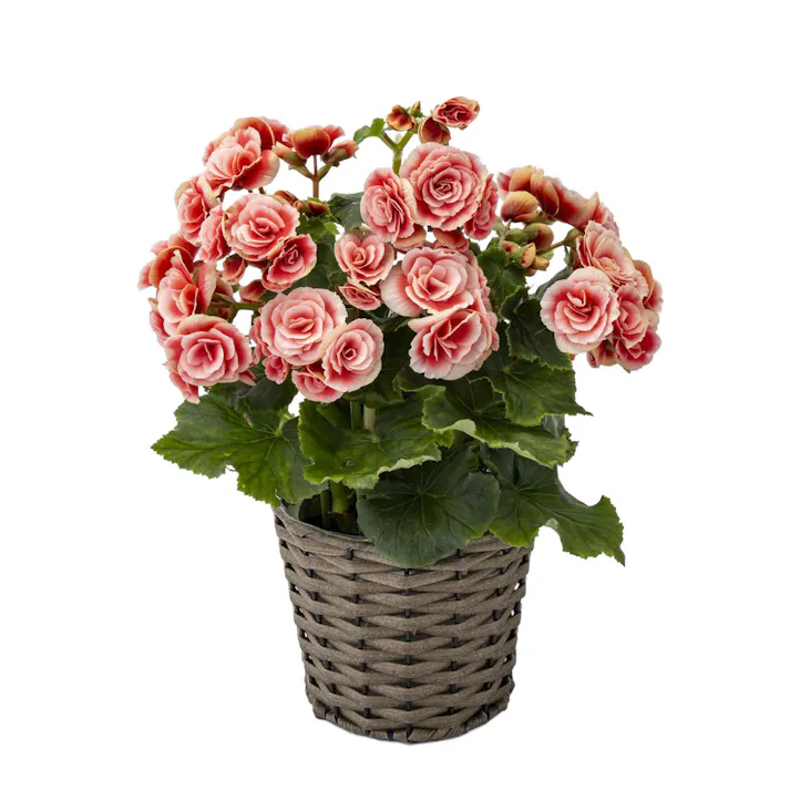 【2026年母の日】リーガスベゴニアバスケット 5号 ボリアス