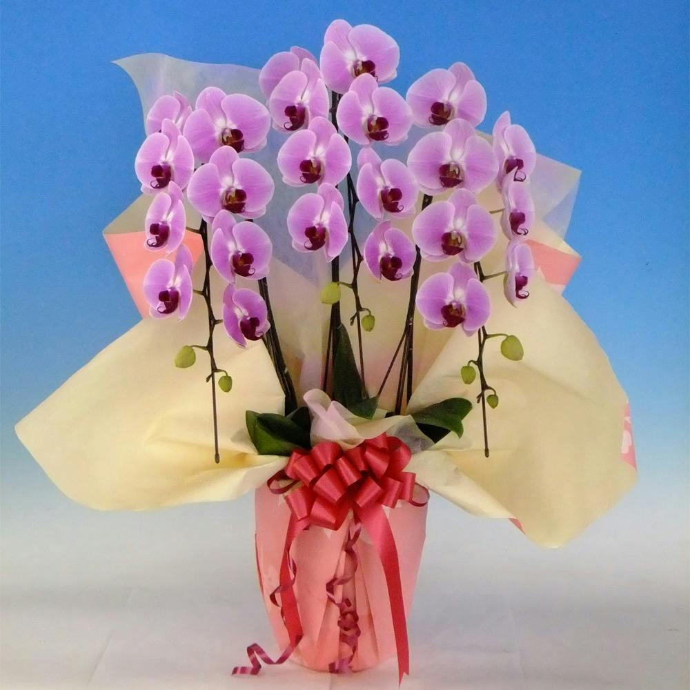 胡蝶蘭宅配ギフト 大輪ピンク3本立【別送品】 花＆グリーン ホームセンター通販【カインズ】