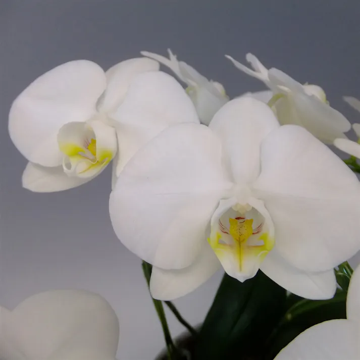 胡蝶蘭宅配ギフト 中輪白3本立 (お供え用)【別送品】