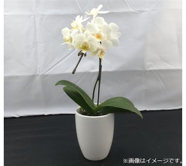 おうちファレノ1F (陶器)白系 【別送品】(販売終了)