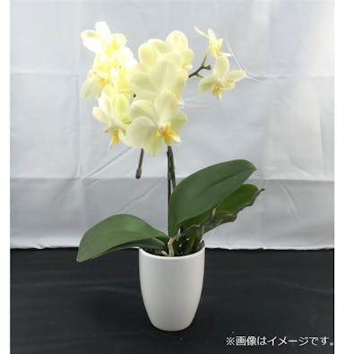 おうちファレノ1F (陶器)黄系 【別送品】(販売終了)