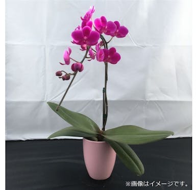 おうちファレノ1F (陶器)ピンク系 【別送品】(販売終了)