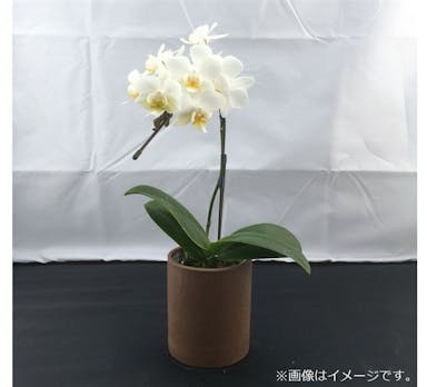 おうちファレノ1F (エコ鉢)白系 【別送品】(販売終了)