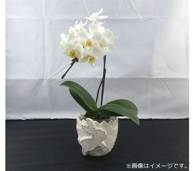 おうちファレノ1F (ランビット)白系 【別送品】(販売終了)