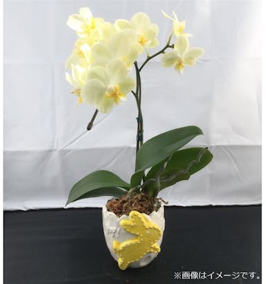 おうちファレノ1F (ランビット)黄系 【別送品】(販売終了)