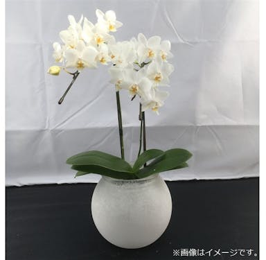 ファレノ ガラスラン 2F 白系 【別送品】(販売終了)