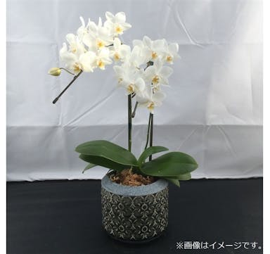 ファレノ 2本立 白系 【別送品】(販売終了)