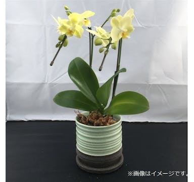 ファレノ 2本立 黄系 【別送品】(販売終了)