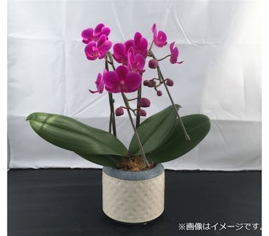 ファレノ 2本立 ピンク系 【別送品】(販売終了)