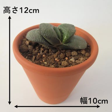多肉植物 臥牛【別送品】