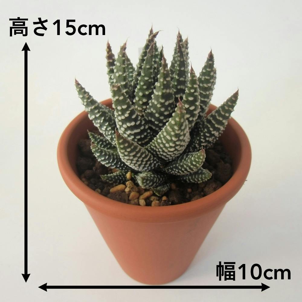 多肉植物 ハオルチア・コアクタータ【別送品】