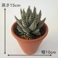 多肉植物 ハオルチア・コアクタータ【別送品】