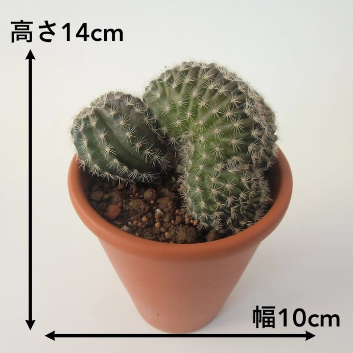 サボテン ロビピオプシスセッカ 別送品 ホームセンター通販 カインズ