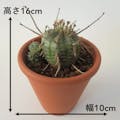 多肉植物 ユーフォルビア・バリダ【別送品】