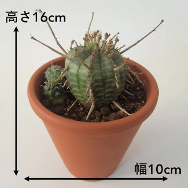 多肉植物 ユーフォルビア・バリダ【別送品】