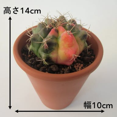 サボテン 翆晃冠錦【別送品】