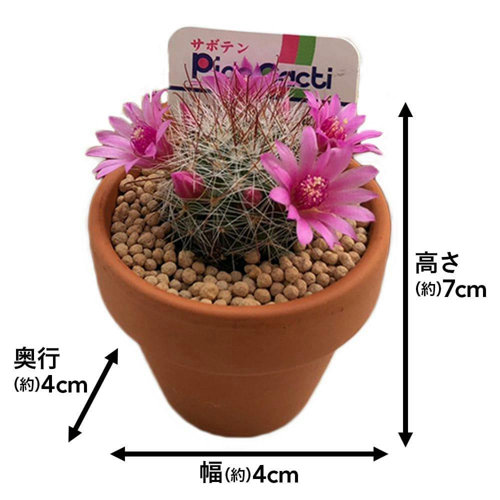 サボテン サボテンテラコッタ4cm5個セット【別送品】(販売終了) | 花