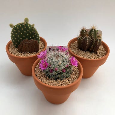 サボテンテラコッタ6cm3個セット【別送品】