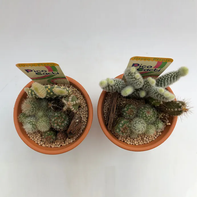 サボテンテラコッタ9cm寄せ植え2個セット 別送品 ホームセンター通販 カインズ