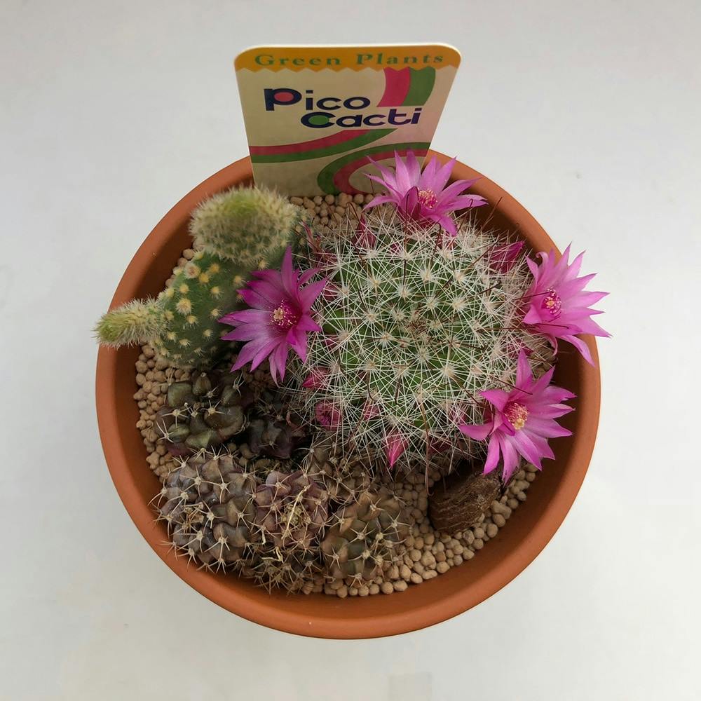 サボテンテラコッタ12cm寄せ植え【別送品】 | 花＆グリーン 通販