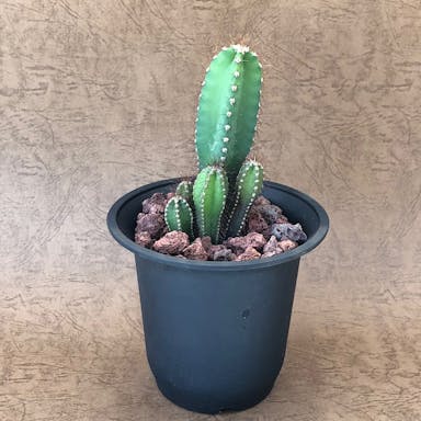 ブラック硬質鉢神代柱9cm【別送品】