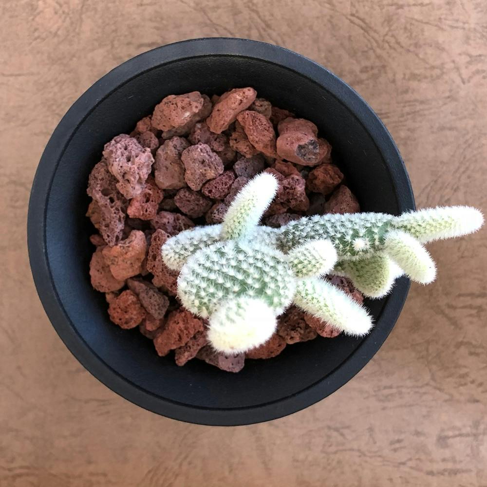 ブラック硬質鉢バニーカクタス9cm【別送品】(販売終了) | 花＆グリーン