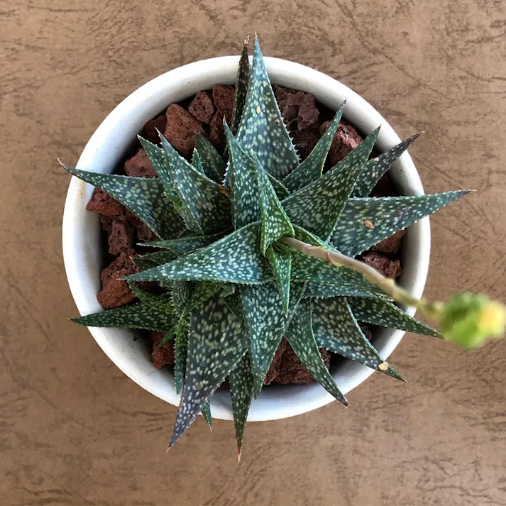 ホワイト陶器鉢アロエディスコイングシー10cm【別送品】