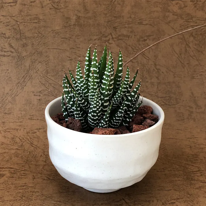 ホワイト陶器鉢ハオルチア十二の巻10cm【別送品】(販売終了)