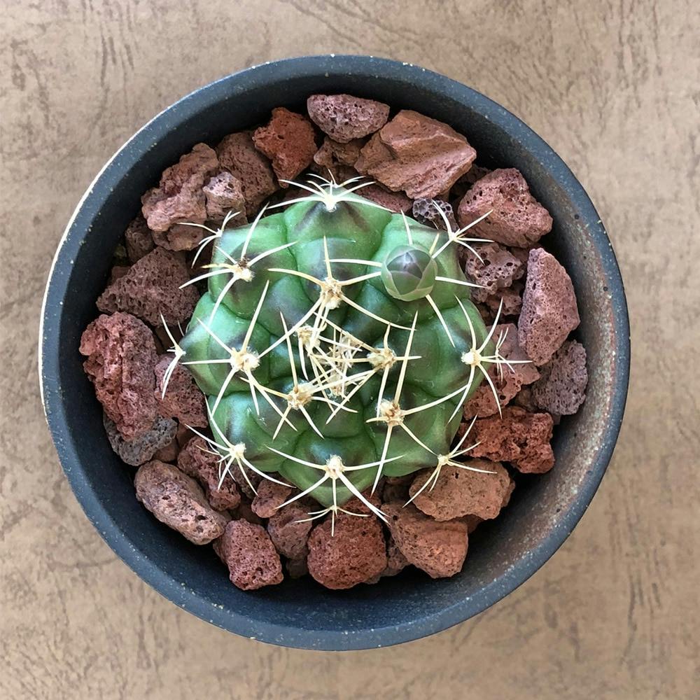 楽天市場】届いてすぐに植え替えできるGIFTBOX【5点SET】植木鉢