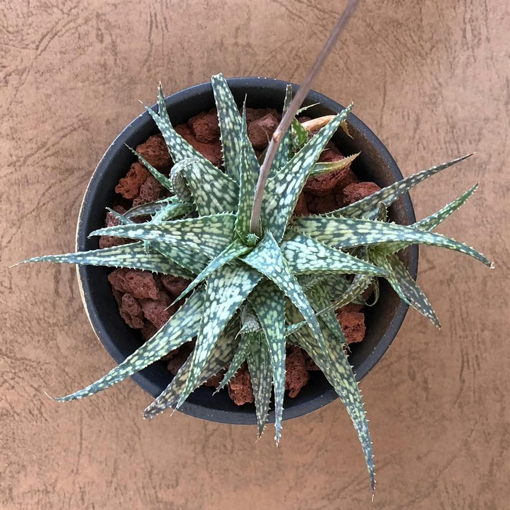 ブラック陶器鉢アロエディスコイングシー10cm【別送品】(販売終了