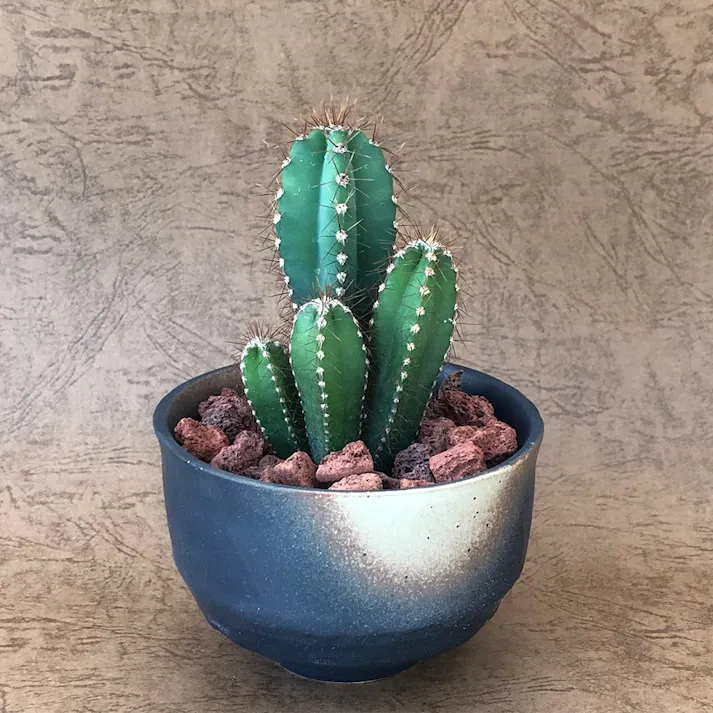 ブラック陶器鉢神代柱10cm【別送品】(販売終了)