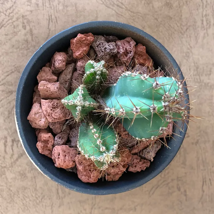 ブラック陶器鉢神代柱10cm【別送品】(販売終了)