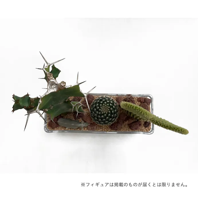 サボテンジオラマ ガラス3個植え 別送品 ホームセンター通販 カインズ