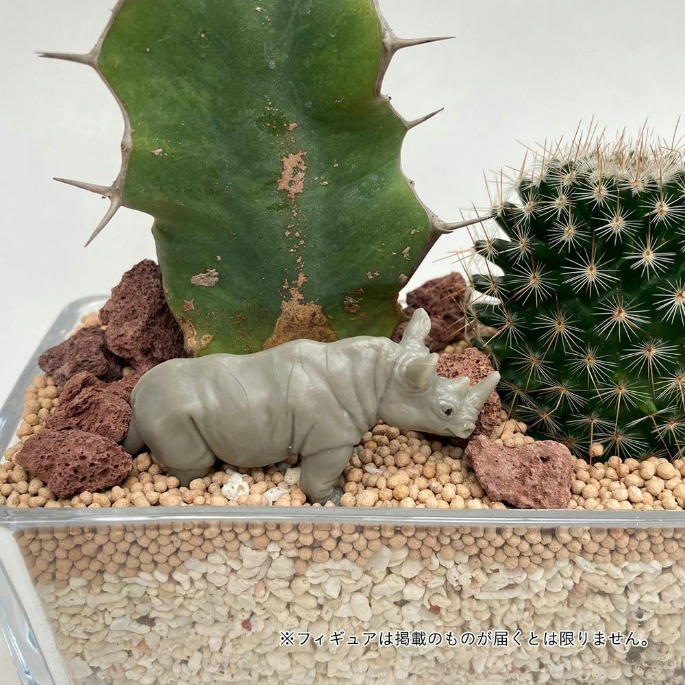 サボテンジオラマ ガラス3個植え【別送品】 | 花＆グリーン 通販