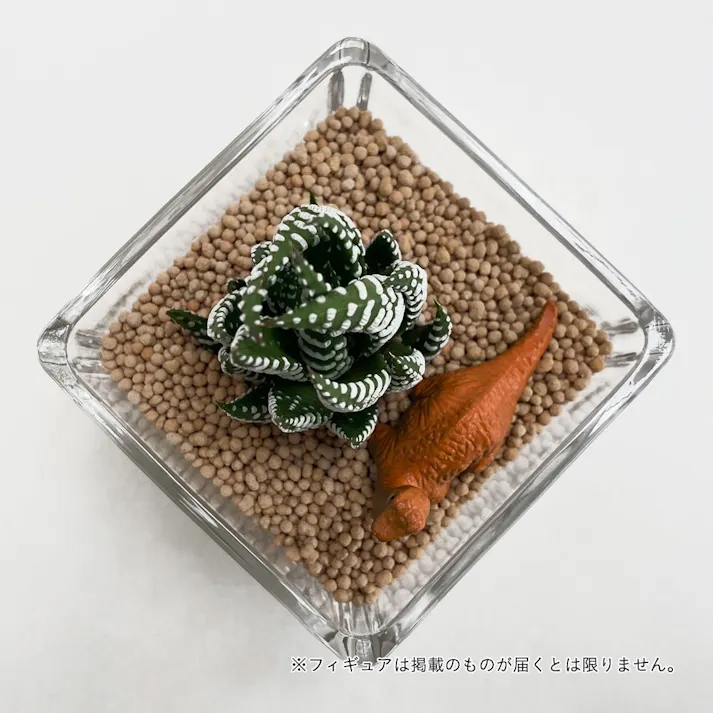 多肉植物ジオラマ ガラスフィギュア1個付き【別送品】(販売終了)