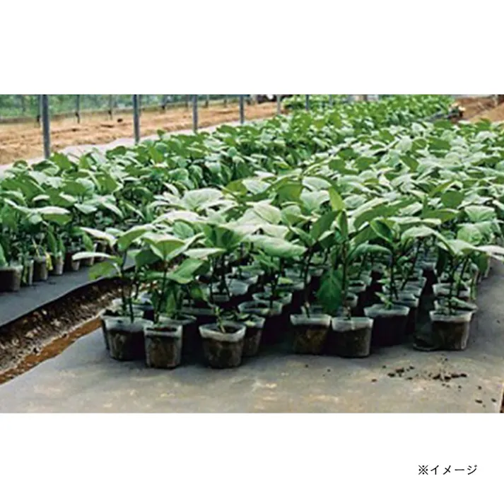 ラブシートブラック61009BKG 135×100(販売終了)