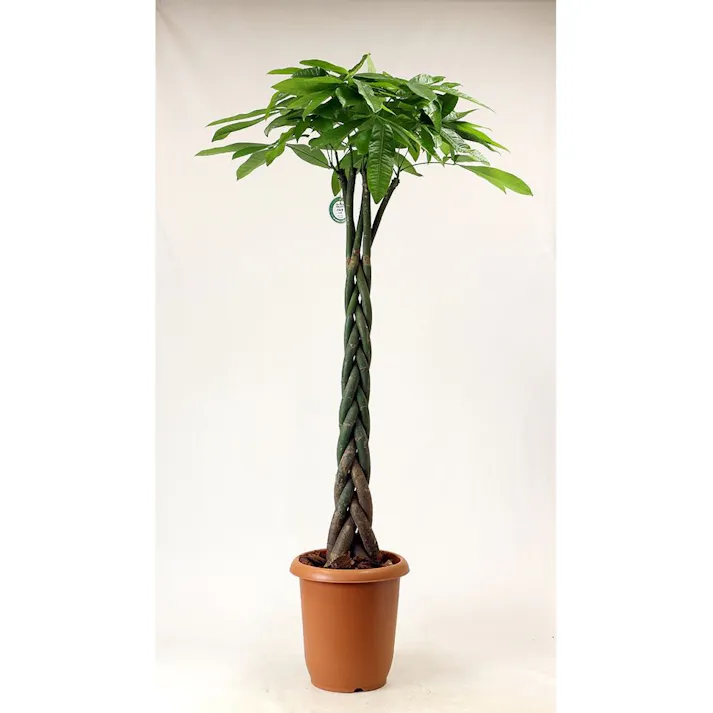 パキラ 10号【別送品】