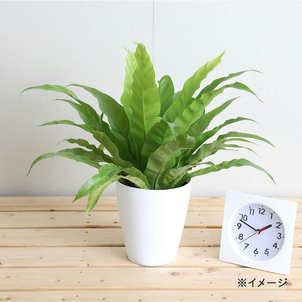 オオタニワタリ【別送品】 | 花＆グリーン 通販