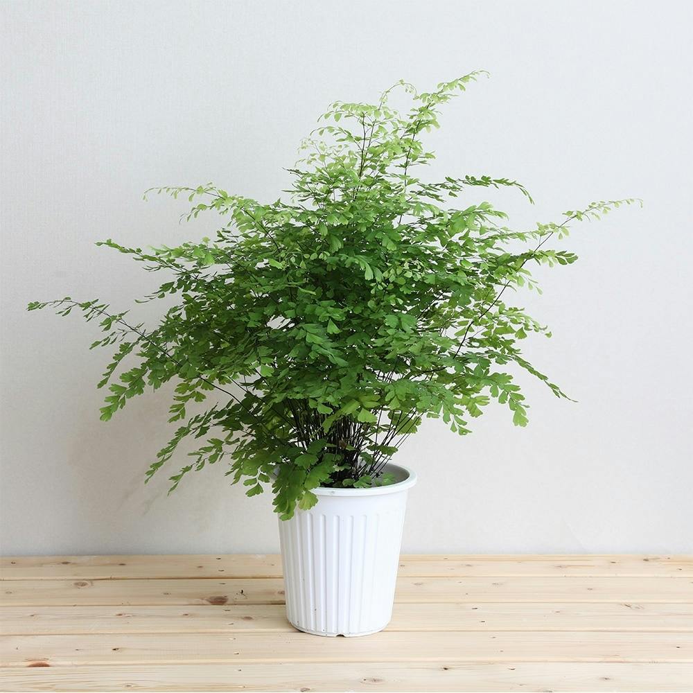 観葉植物 園芸 農業資材 ホームセンター通販 カインズ