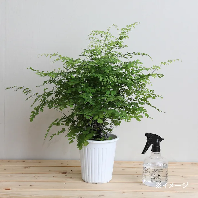 アジアンタム フラグランス 別送品 ホームセンター通販 カインズ