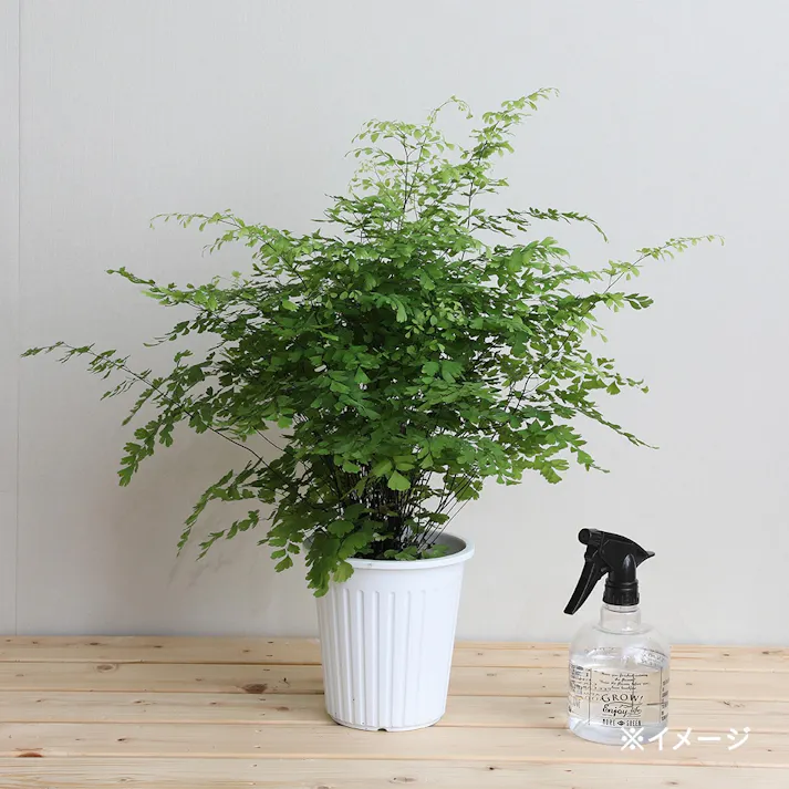 アジアンタム フラグランス【別送品】