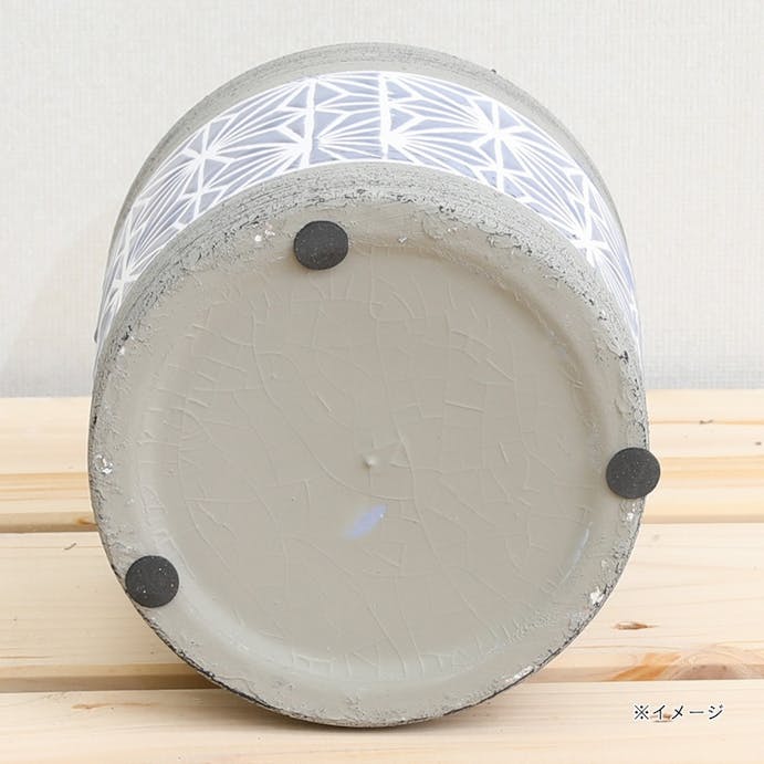ガジュマル 浅葉柄陶器鉢 ブルー 【別送品】