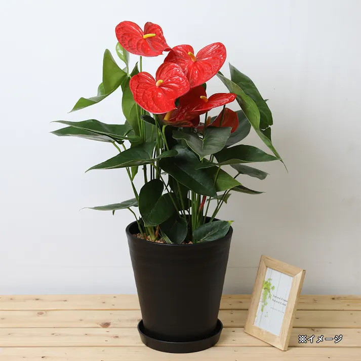 アンスリウム 赤 セラアート黒鉢 7号【別送品】