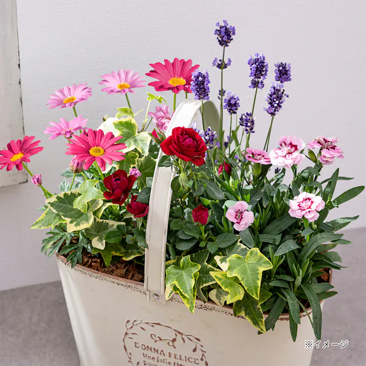 【2026年母の日】季節の寄せ植え ブリキアレンジ