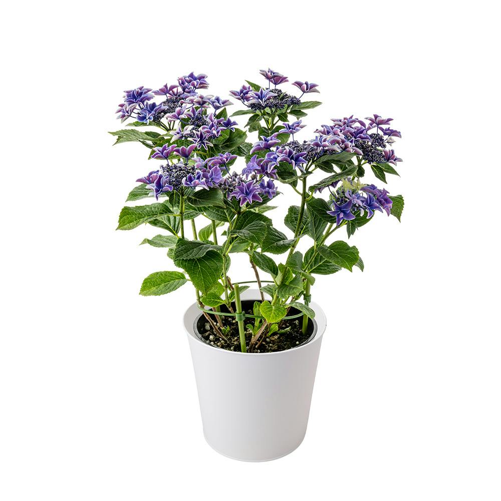 【2026年母の日】アジサイ 月虹ブルー