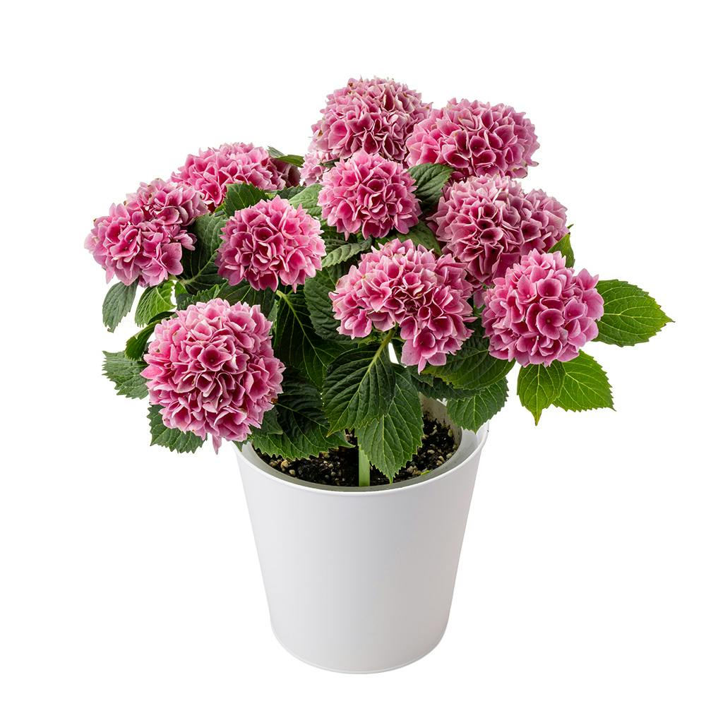 【2026年母の日】アジサイ あかねぐも